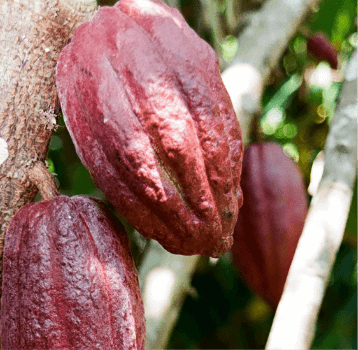  Amedei特選克里奧羅及千里達等珍稀可可豆。Cabosse是一種可可樹的果實名稱，每棵樹含有30至40粒可可豆。