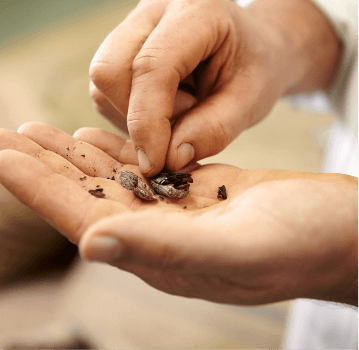 After opening the fruit, cocoa beans are extracted, then being fermented and dryed. This is the moment when preliminary aromas are developed.